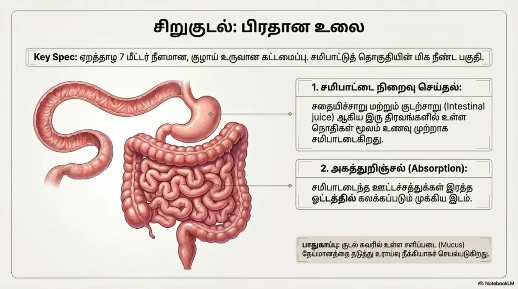 intestine
