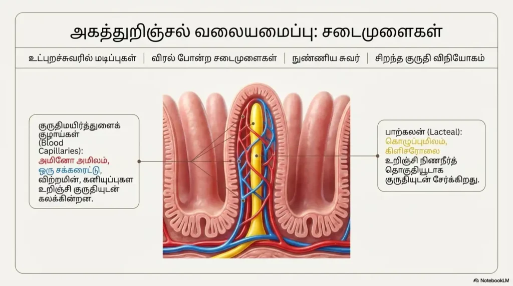 digestion tamil